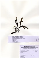 藏品(褐舌藻)的圖片